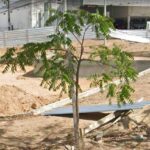 Obras paralisadas da Praça Guilherme de Brito Holanda, em João Pessoa, após empresa abandonar contrato firmado com a Prefeitura.
